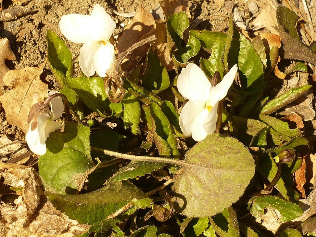 Viola alba subsp. scotophylla (Violaceae)